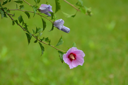 木槿花