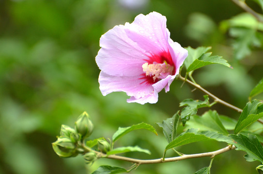 木槿花