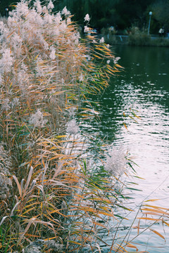 秋天的芦苇湖
