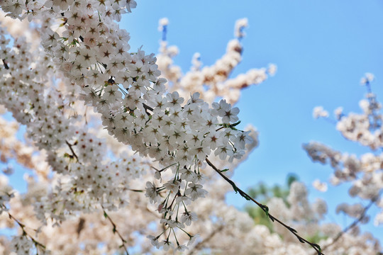 白色的樱花