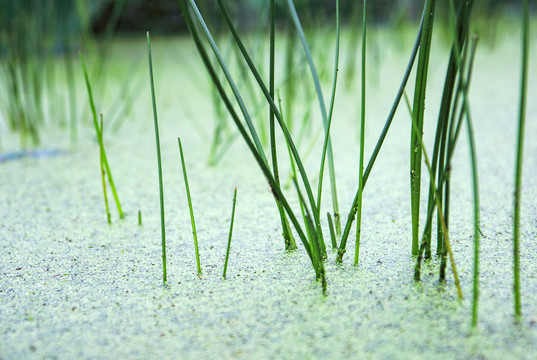 池塘水草