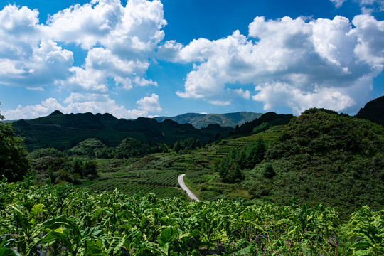 烤烟地