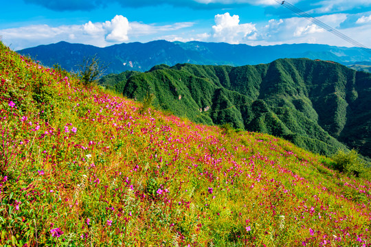 遍地野花