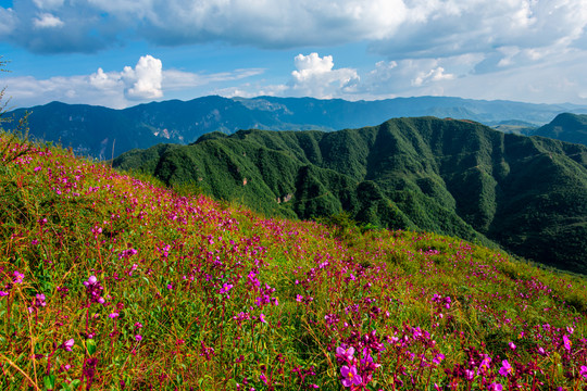 遍地野花