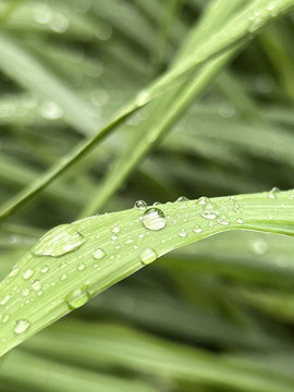 雨珠