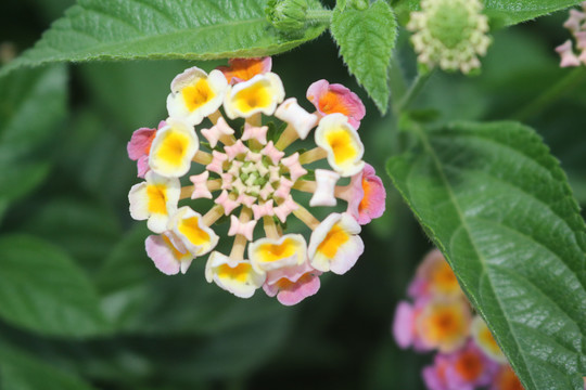 中山横栏西江岸边花卉