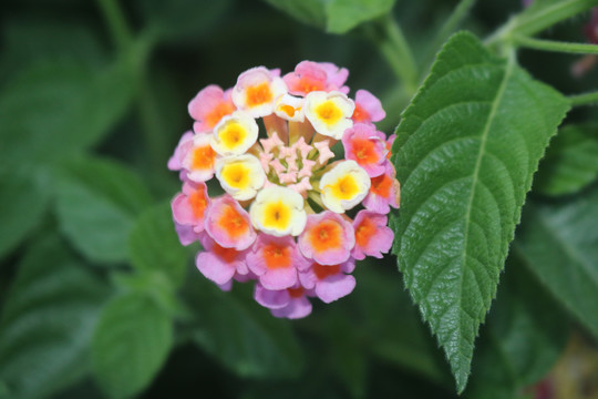 中山横栏西江岸边花卉