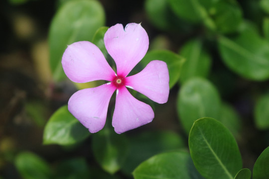 中山横栏西江岸边花卉