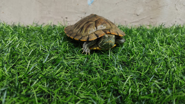 庭院的乌龟