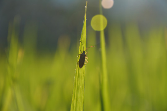 盛夏的稻田禾叶上的虫子