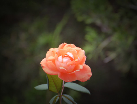 月季花