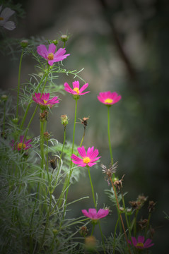 格桑花