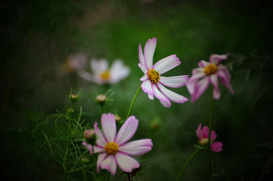 格桑花