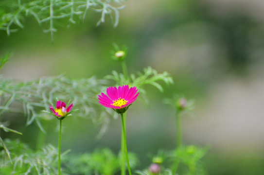 格桑花