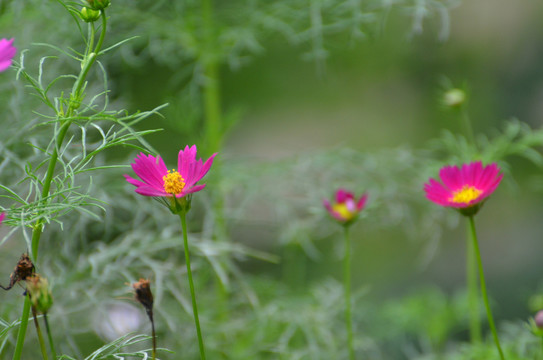 格桑花