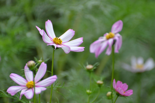 格桑花