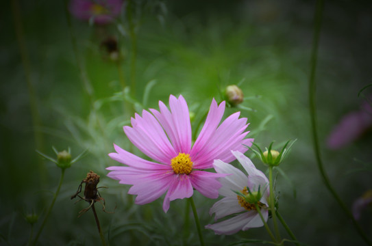 格桑花