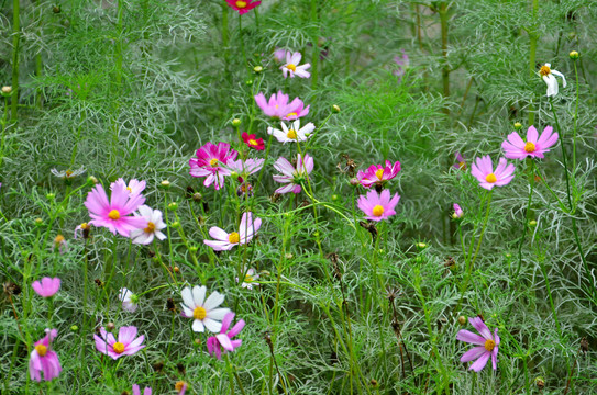 格桑花