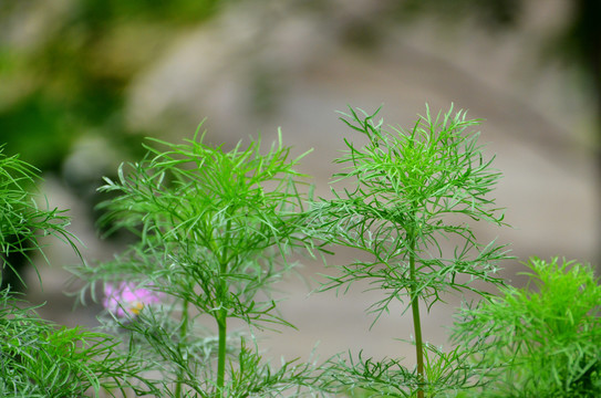 格桑花