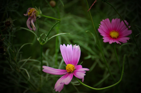 格桑花