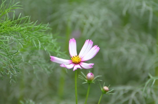 格桑花