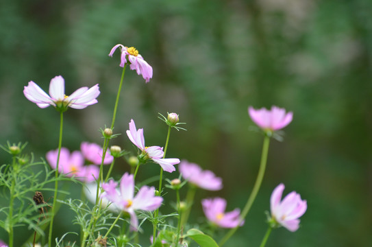 格桑花