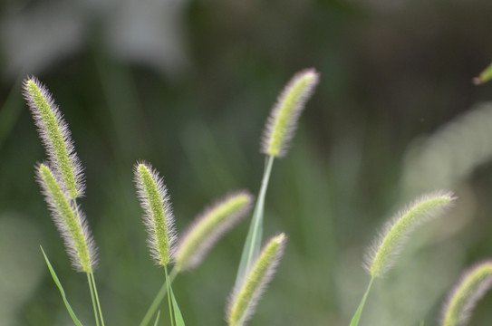 毛毛草