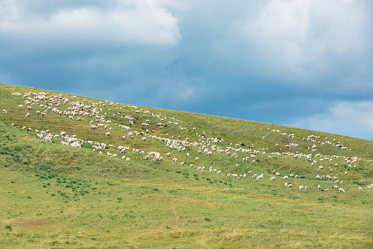 草原羊群绵羊