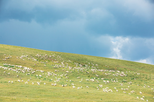 丘陵草原山坡羊群