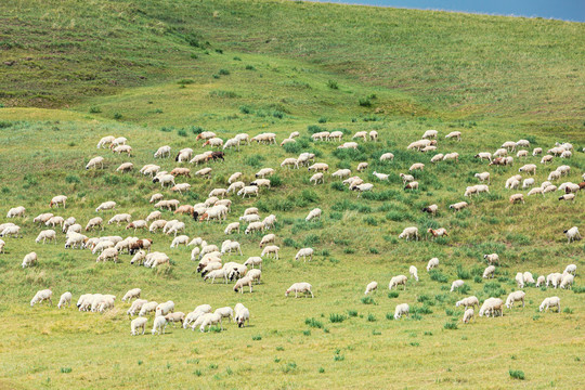 夏季草原山坡羊群绵羊