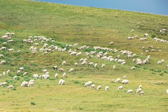 夏季草原羊群绵羊