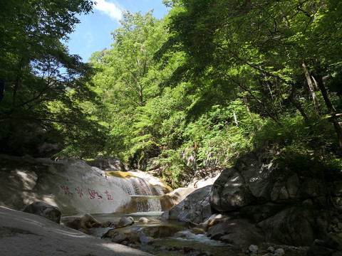 茂密山林