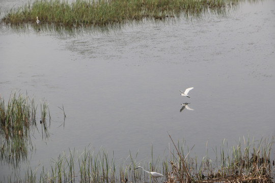 湿地白鹭