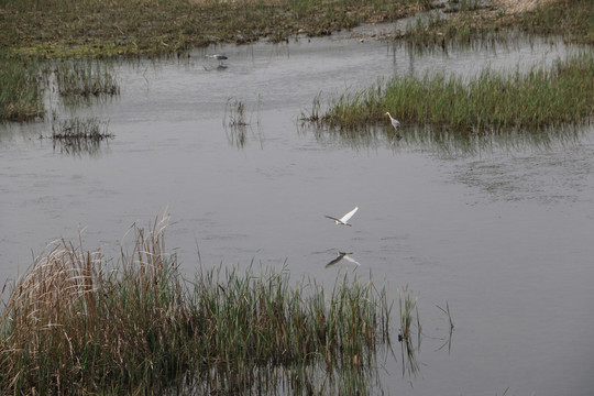 湿地白鹭