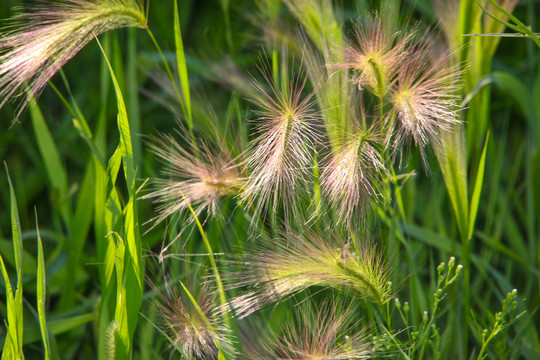 草地