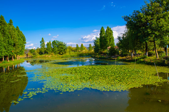 昆明滇池湿地