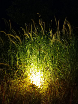 狗尾草夜景
