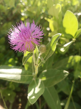 蒲公英紫色菊科多年生草本植物