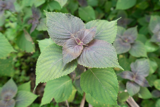 热带植物香料紫苏