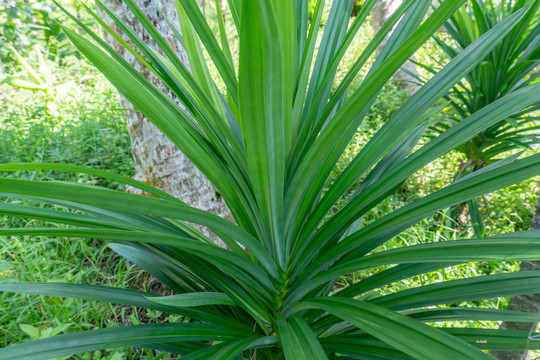 植物香料班兰叶