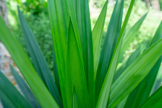 植物香料班兰叶