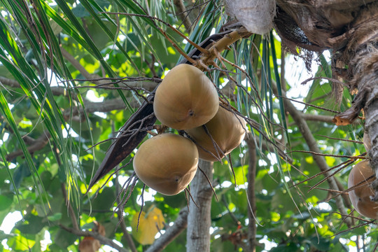 海南热带红椰子