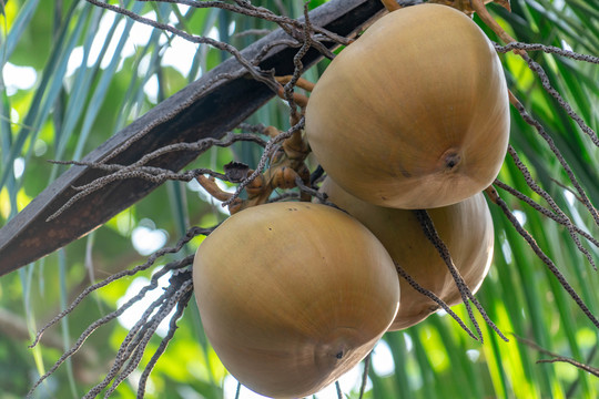 海南热带红椰子