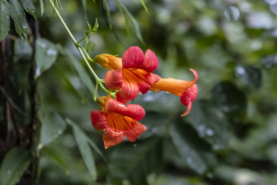 凌霄花