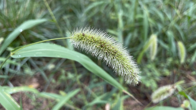 雨后狗尾草