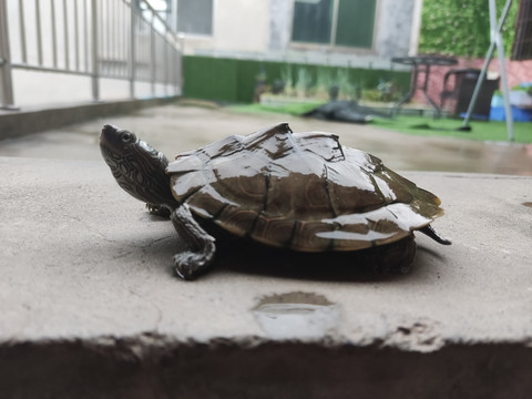 巴西龟乌龟