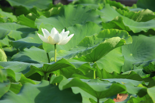 夏日荷花素材背景