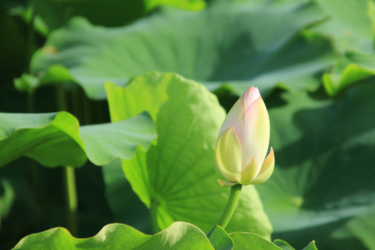 夏日荷花素材背景