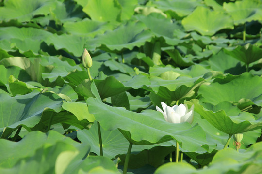 夏日荷花素材背景