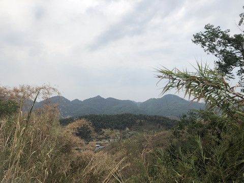 田野